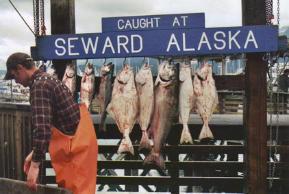 Fish caught at Seward, Alaska