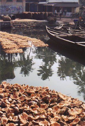 Coconut shells in Keralan Backwaters